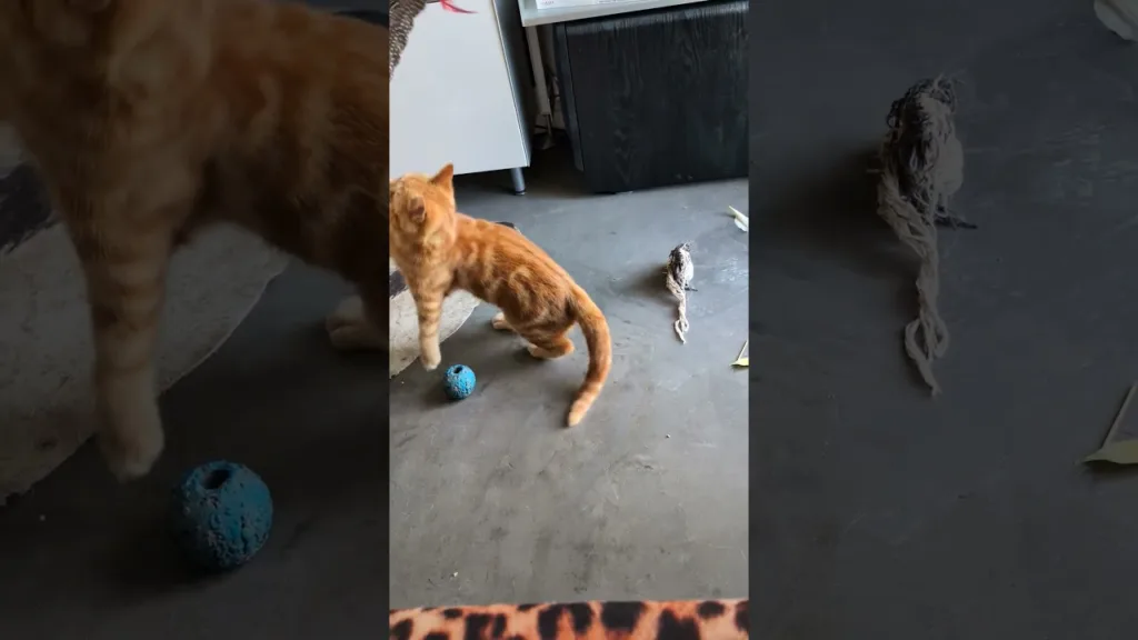 Le chaton préfère les plumes 🤣