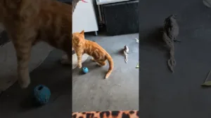 Le chaton préfère les plumes 🤣