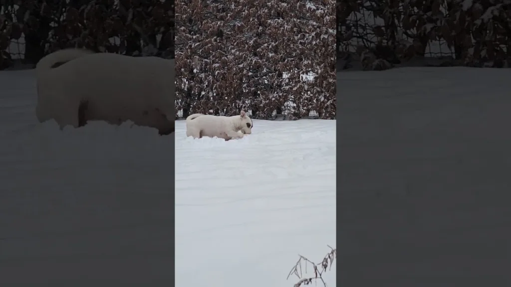 Un Jack Russell JOUE dans la neige !