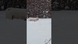 Un Jack Russell JOUE dans la neige !