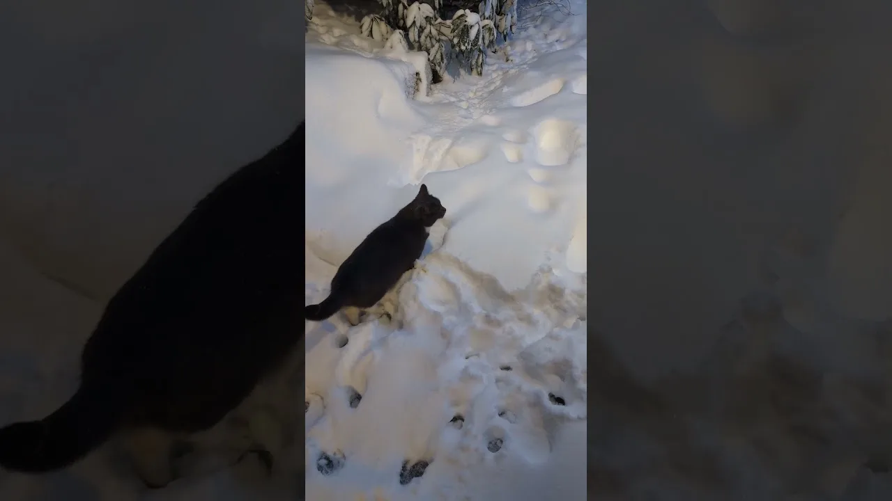 Ce Chat découvre la neige pour la premiere foi 🤣