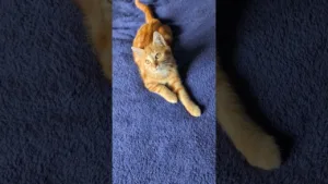 Regardez ce chaton jouer avec un jouet !