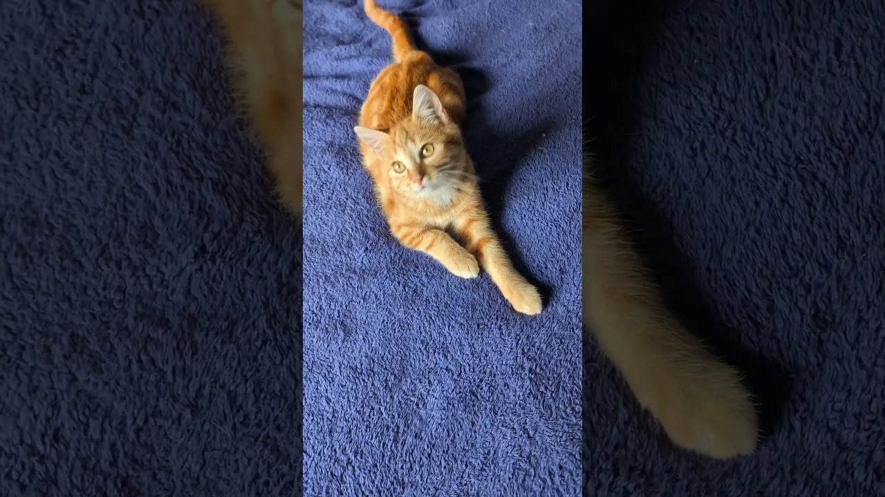 Regardez ce chaton jouer avec un jouet !