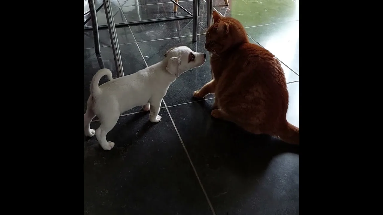 Ce chiot essaie de se faire un ami chat
