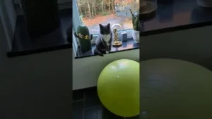 Que va faire ce chat en smoking ?