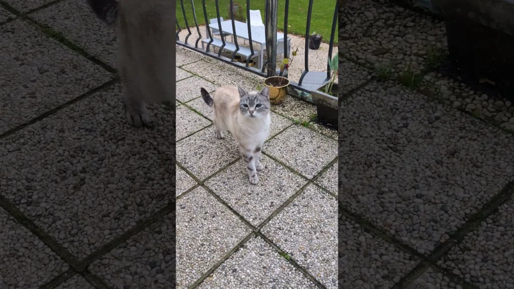 Beau petit chat sauvée de la rue !