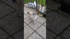 Beau petit chat sauvée de la rue !