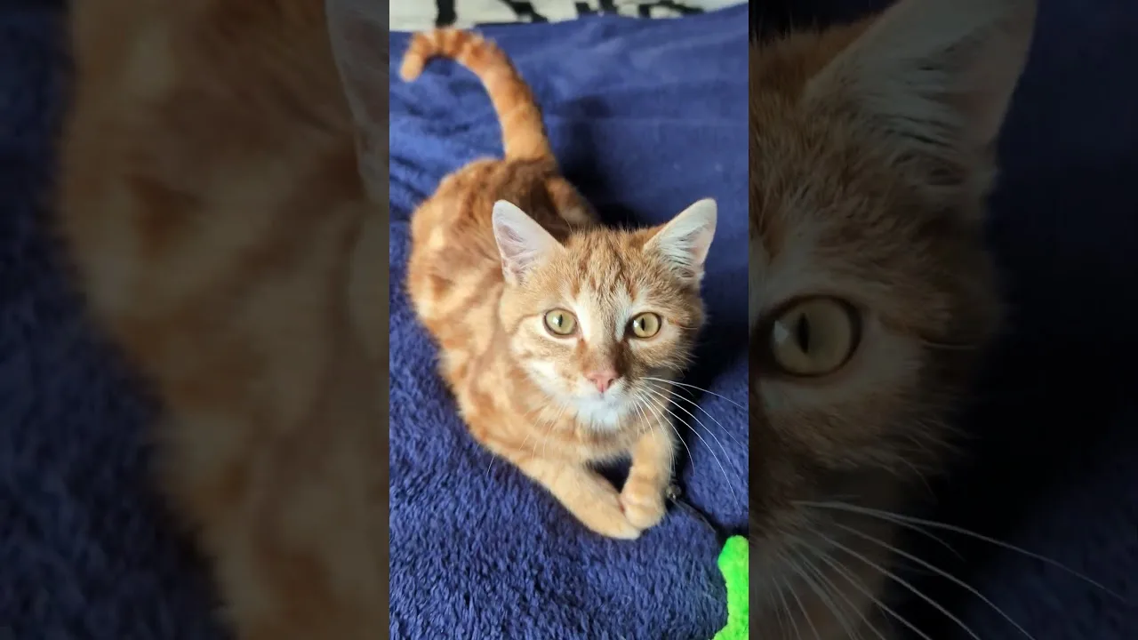 Tu es qui toi ? Moi c'est Léon le chat !