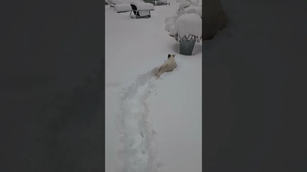 Ce Jack Russell disparaît dans la neige 🥶 #dogshorts #snow #cute