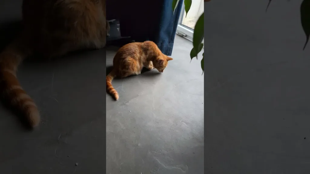 Regarde ce chaton jouer avec une mouche