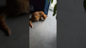 Regarde ce chaton jouer avec une mouche