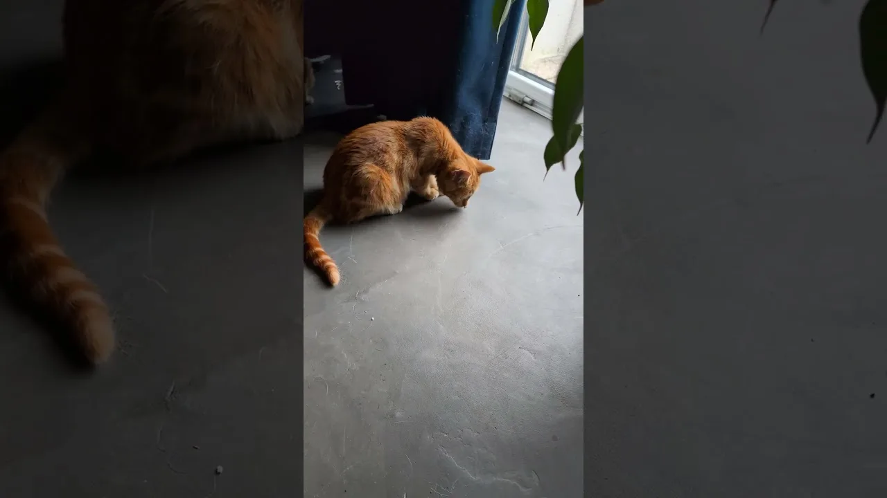 Regarde ce chaton jouer avec une mouche