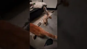 petit chat vs Gros Chat la Surprise !
