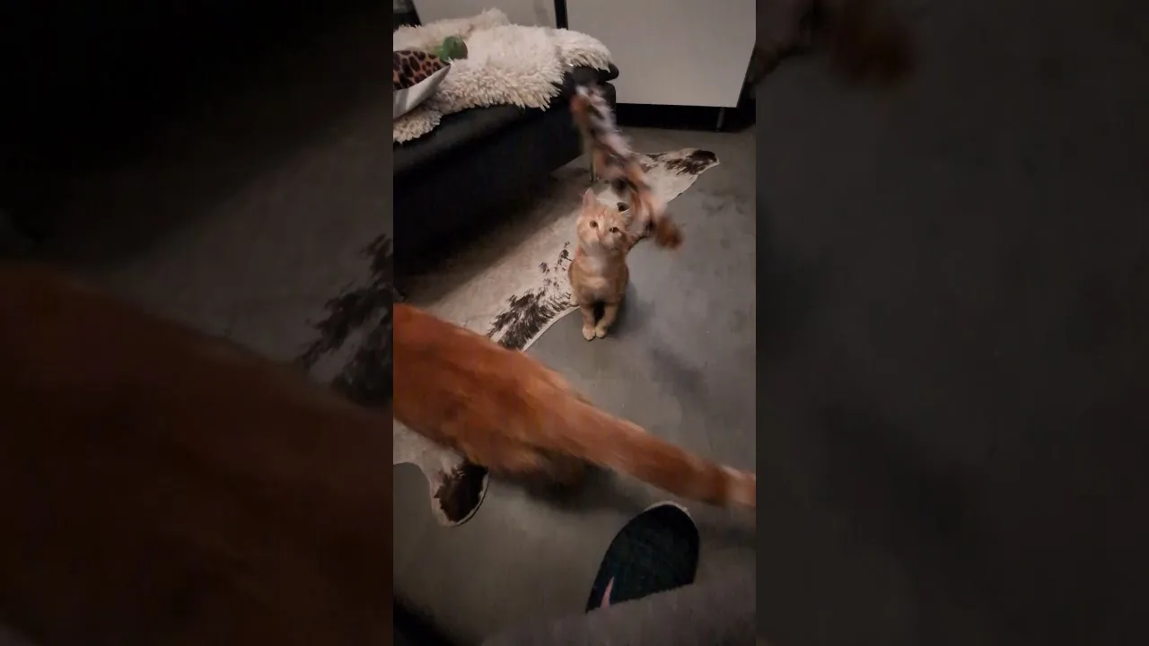petit chat vs Gros Chat la Surprise !