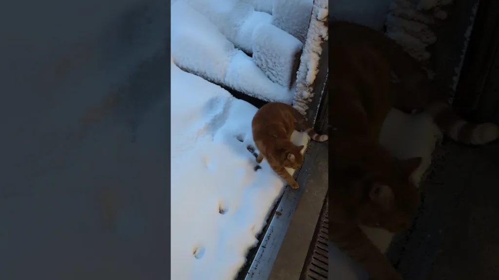 Trop rapide la promenade la plus courte d'un chat 🤣