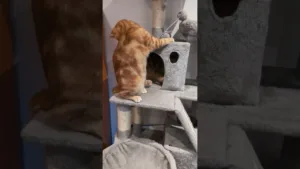 La surprise sort de l'arbre à chats! 🤣