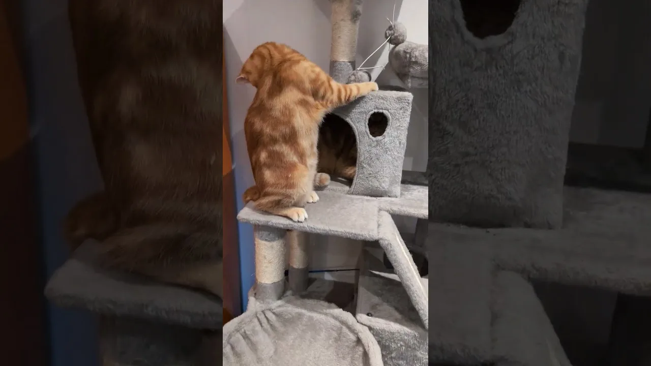 La surprise sort de l'arbre à chats! 🤣