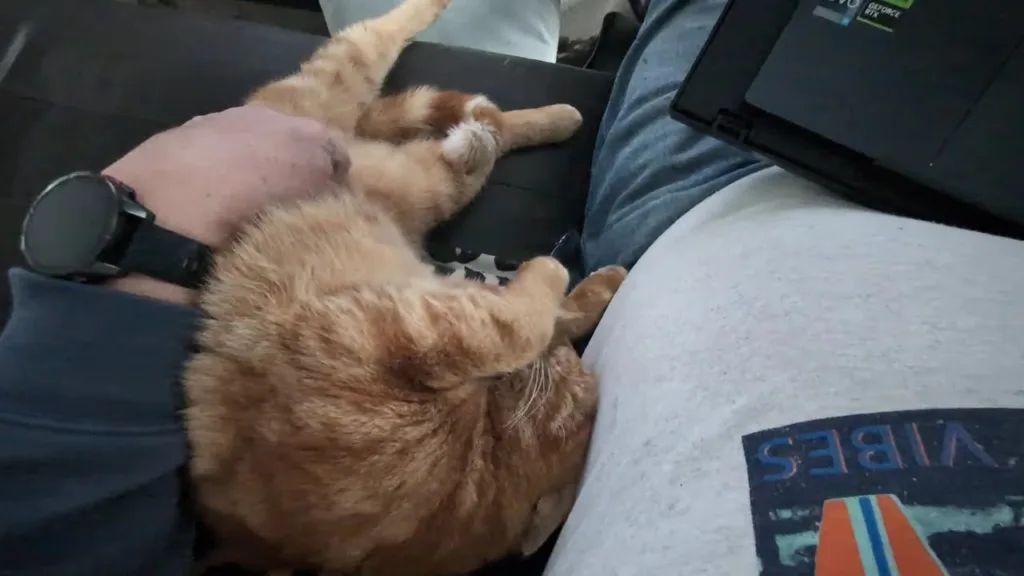 je peux pas venir chez Chat #chat #cat