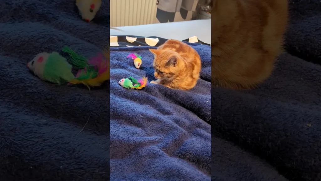 Les secrets des jeux de Léon le chatons !