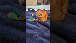 Les secrets des jeux de Léon le chatons !