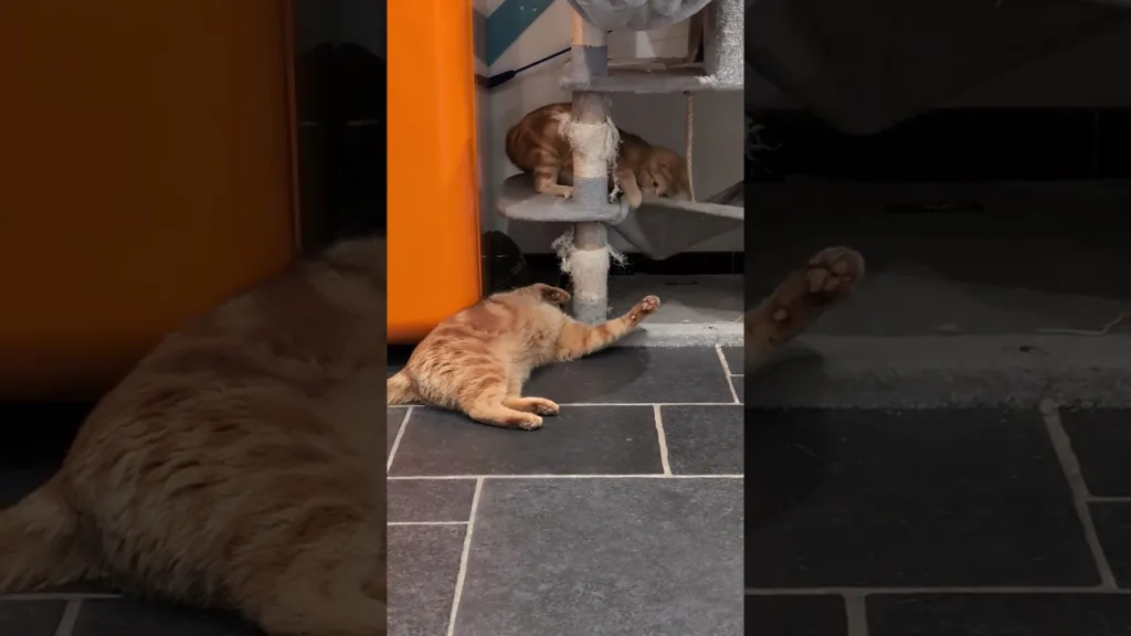 Léon provoque Archie depuis son arbre à chat 😼🐾