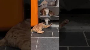 Léon provoque Archie depuis son arbre à chat 😼🐾