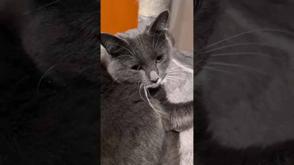 Miss Kaline beau chat en smoking !