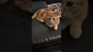 Le moment le plus mignon de la journée !