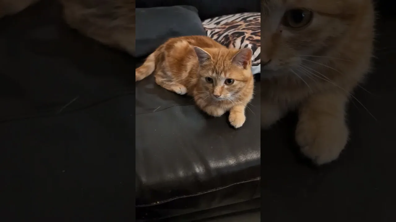 Le moment le plus mignon de la journée !