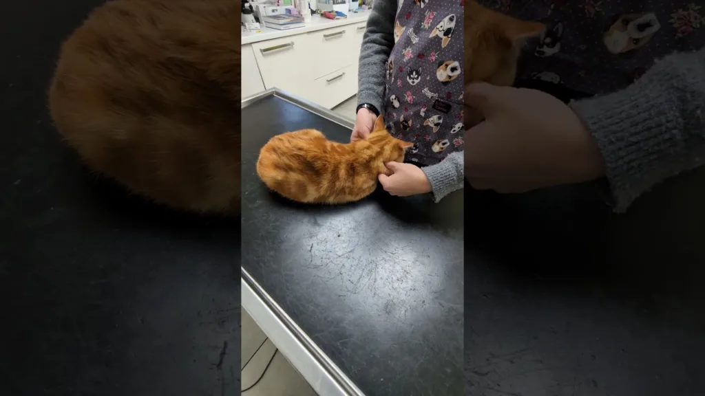 Visite chez le Véto pour Léon
