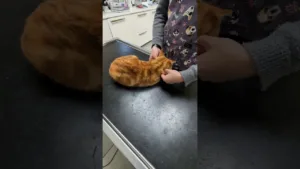 Visite chez le Véto pour Léon