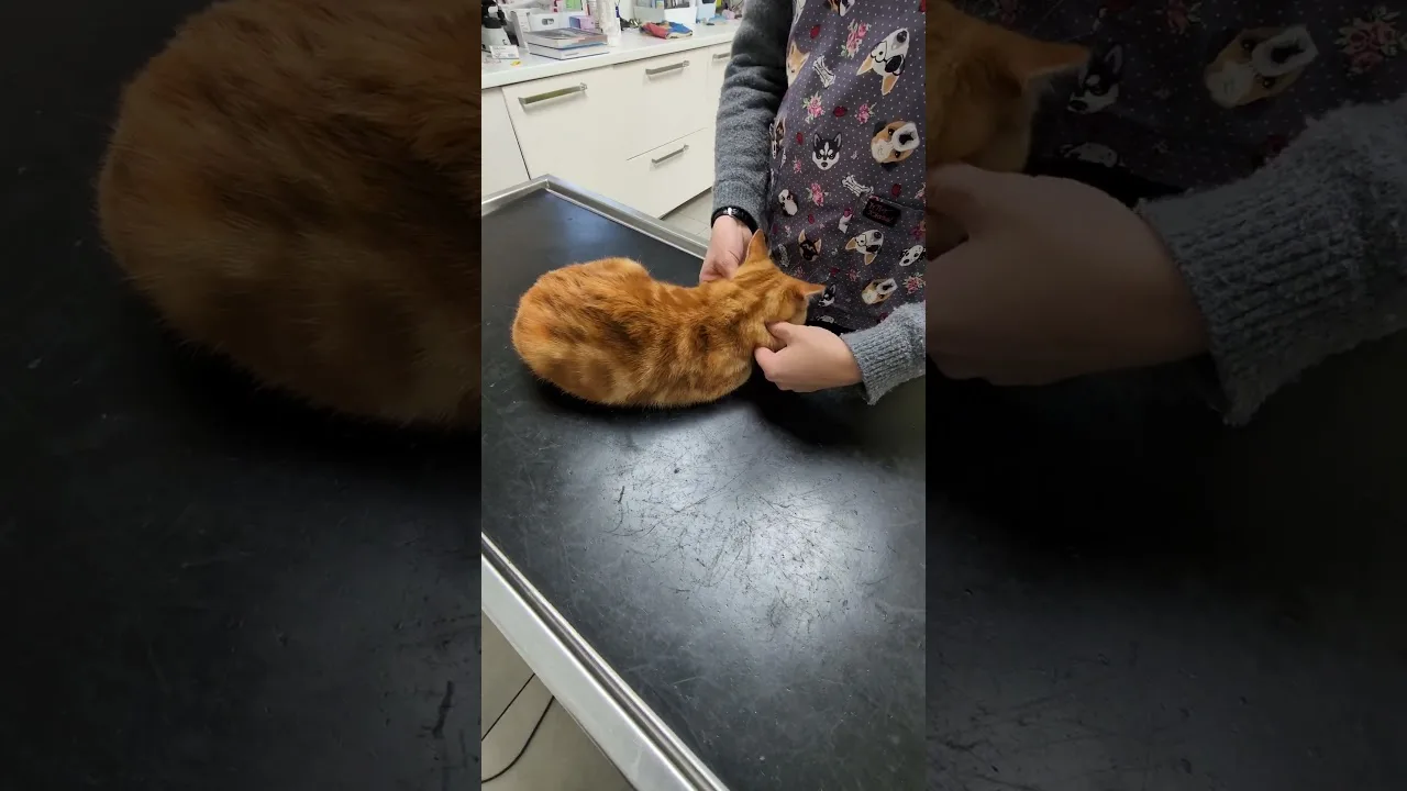 Visite chez le Véto pour Léon