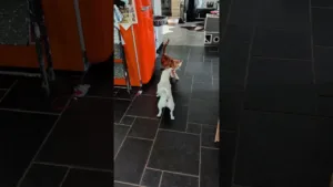 Léon le chat en pleine action avec son pote chien #dog #cat #shorts