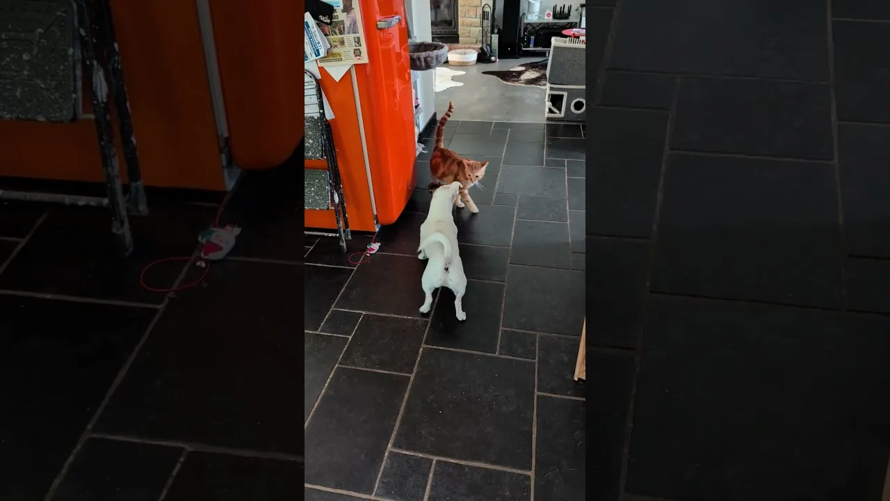 Léon le chat en pleine action avec son pote chien #dog #cat #shorts