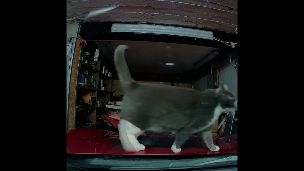 Ce Chat Squatte ma Voiture ENCORE !! 😂 #dashcam #drole #chat