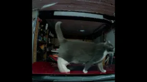 Ce Chat Squatte ma Voiture ENCORE !! 😂 #dashcam #drole #chat