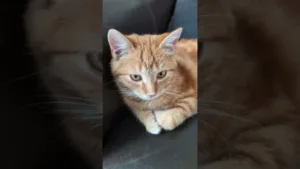 Ecoutez ce chaton une vrai boite a RON ?