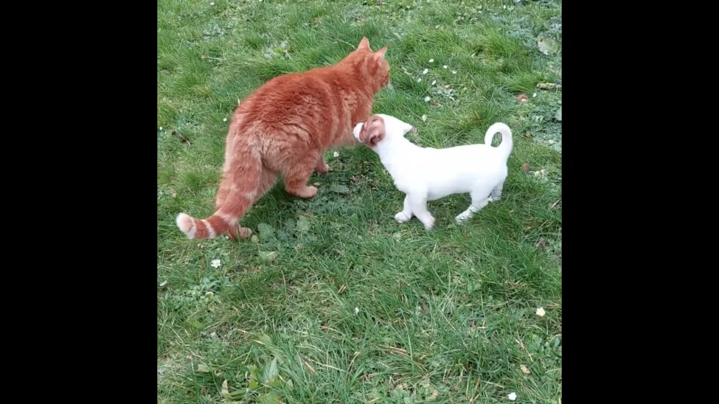 Chiot Jack Russell vs gros chat roux