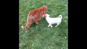 Chiot Jack Russell vs gros chat roux