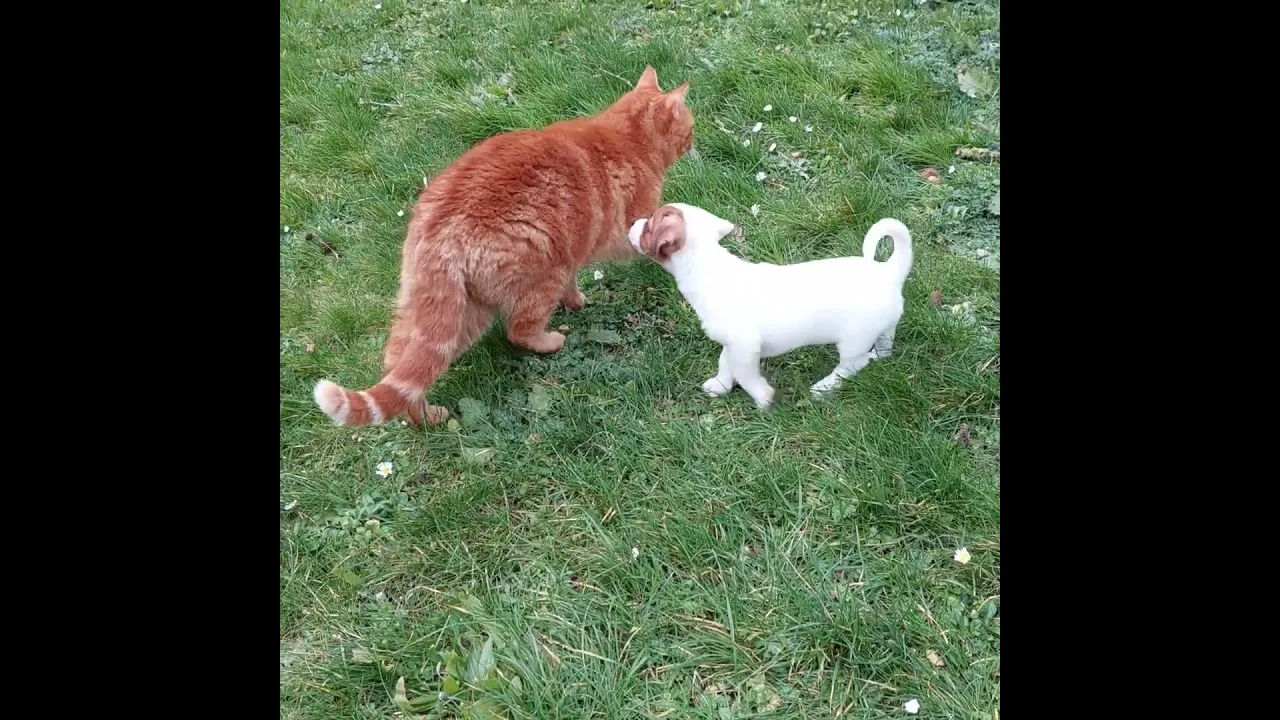 Chiot Jack Russell vs gros chat roux