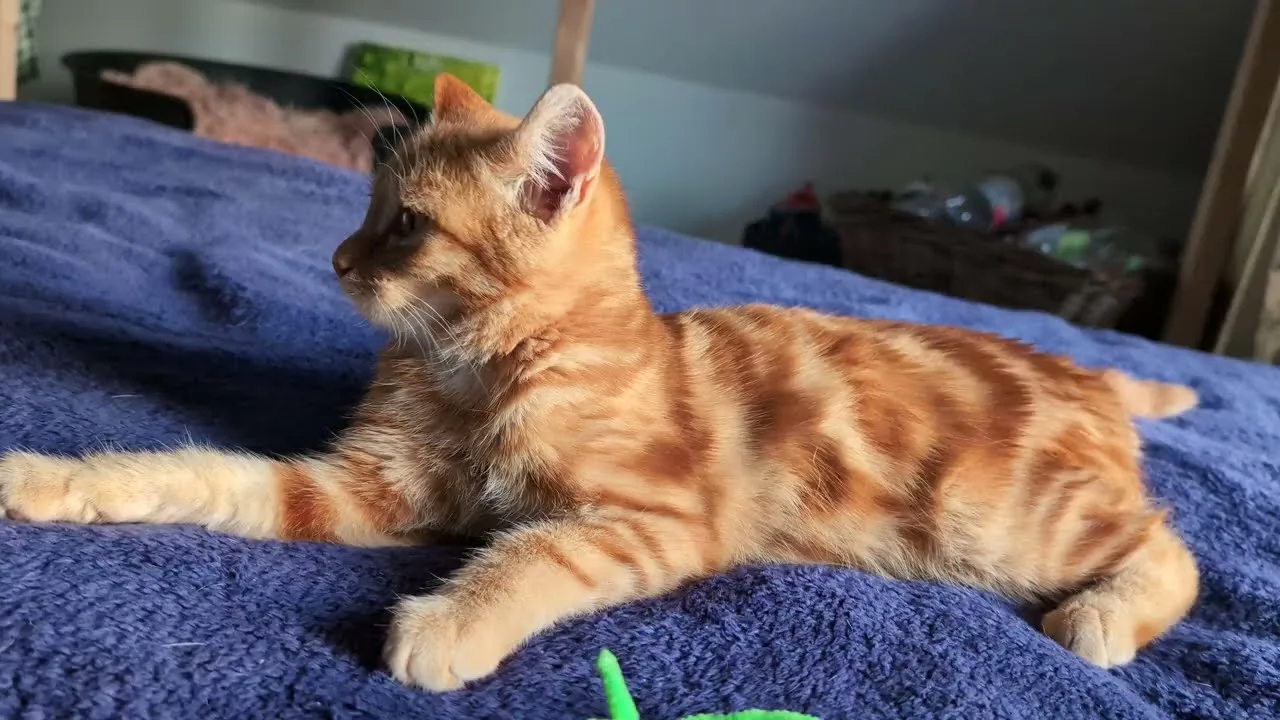 Léon est le plus beau des chaton roux 😍