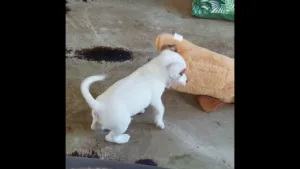 Un chiot combat un ours en peluche géant !