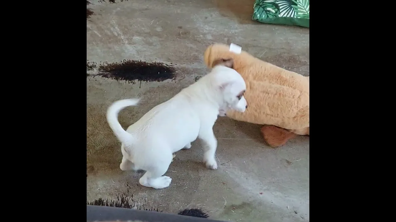 Un chiot combat un ours en peluche géant !