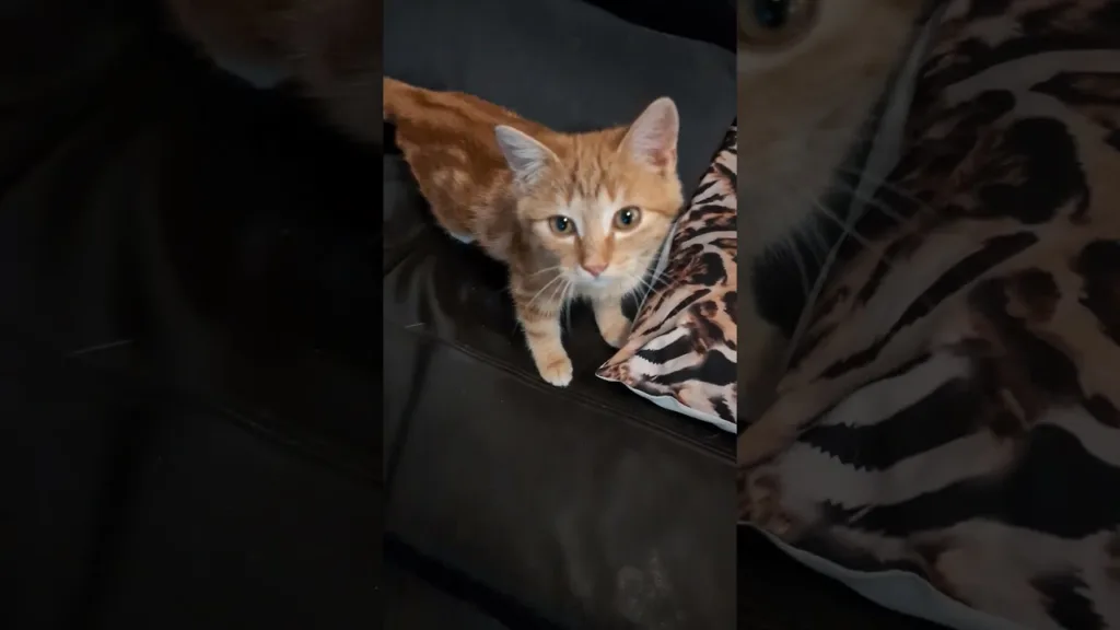 Pourquoi ce chat regarde-t-il comme ça ?