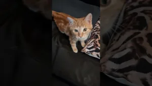 Pourquoi ce chat regarde-t-il comme ça ?