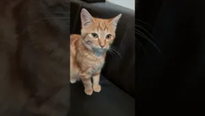 Petit Léon à la maison