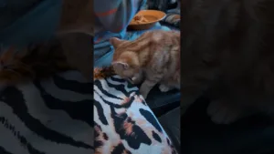 Ce chaton goûte des spaghettis pour la première fois !