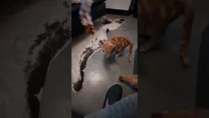 Regarde le chaton face à ce gros chat !