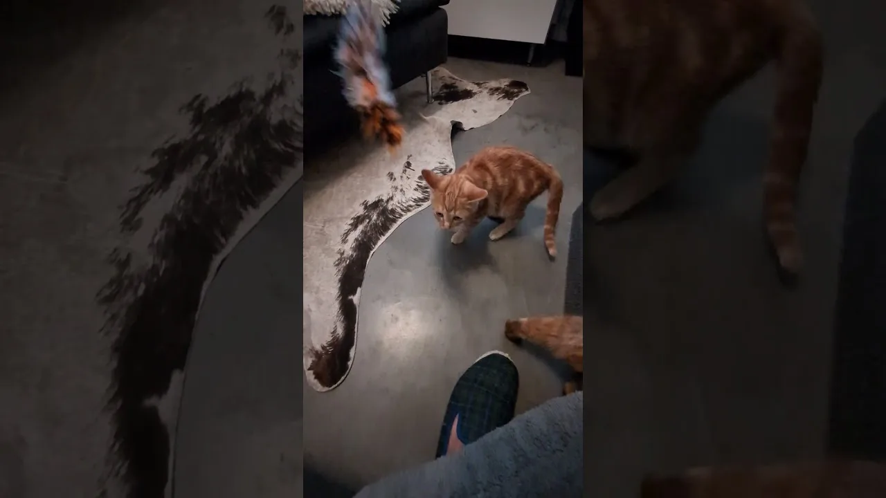 Regarde le chaton face à ce gros chat !