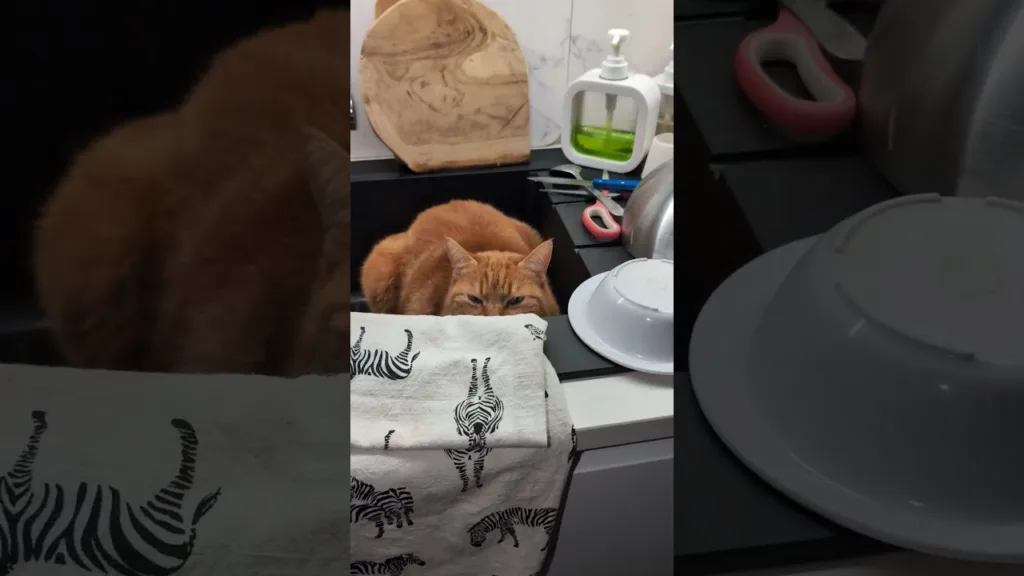 Trop drôle ce chat joue à cache-cache 😹